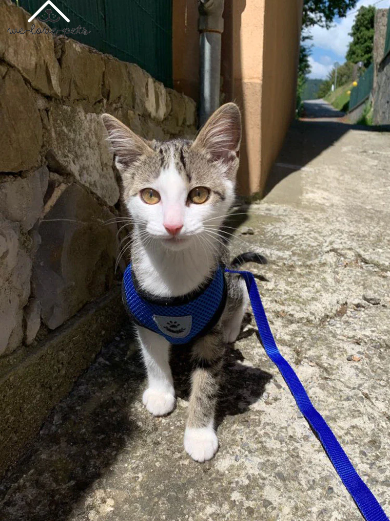 Cat Dog Pet Harness Adjustable Control Vest Dogs Reflective S M L XL Leash