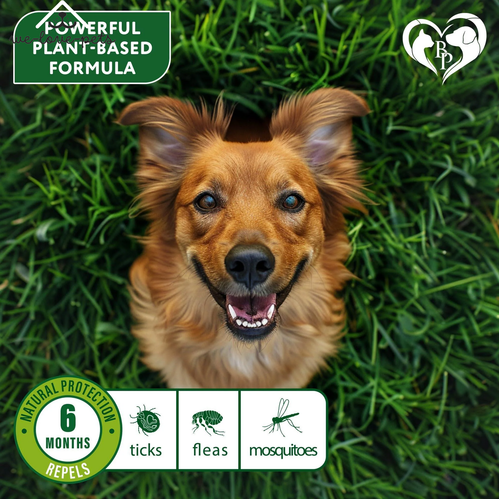 Natural Flea & Tick Collar for Dogs 6 Months Control of Best Prevention & Safe Treatment anti Fleas and Ticks Essential Oil Repellent (1 Count (Pack of 1))